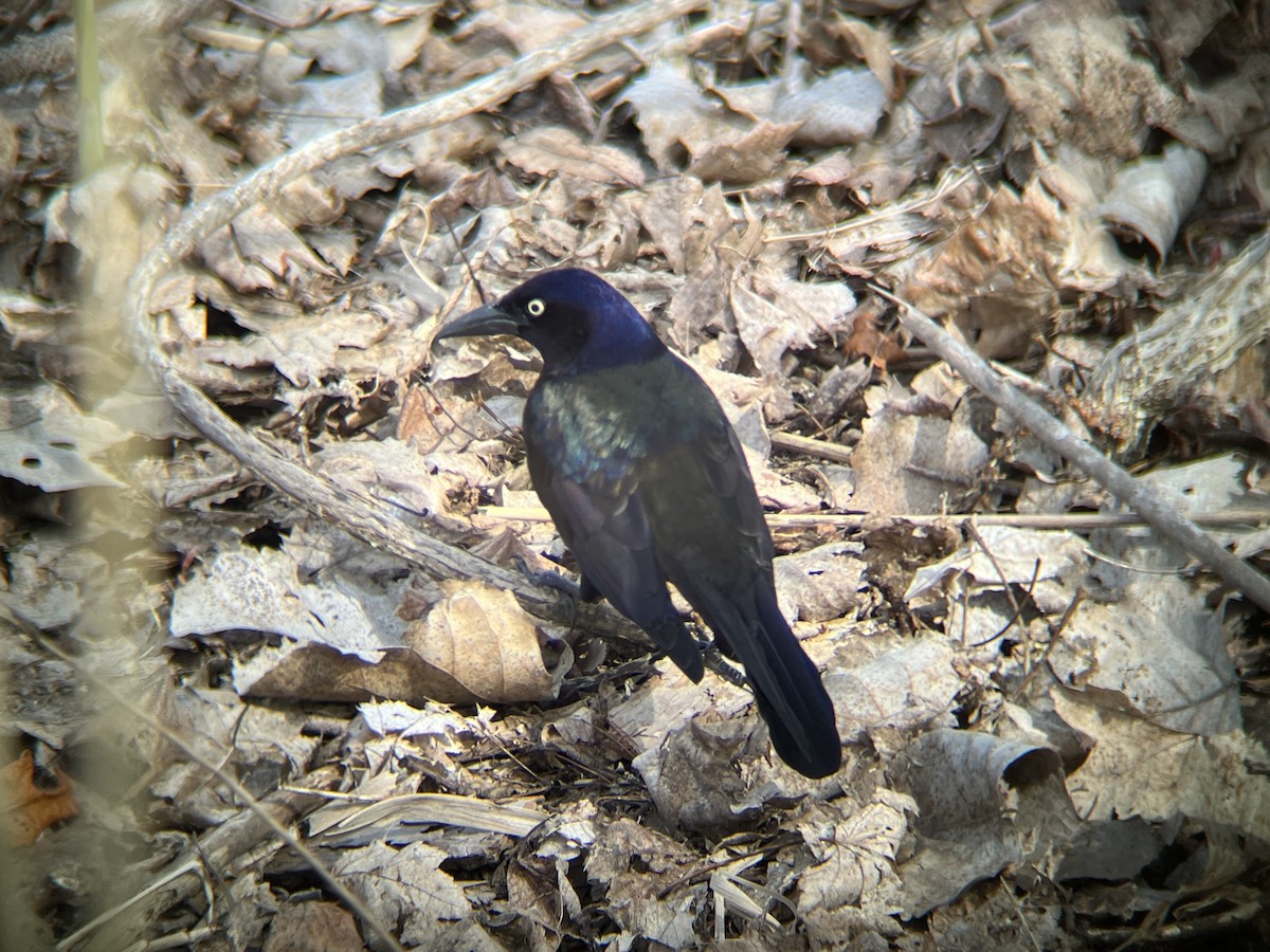 Common Grackle - ML634047372