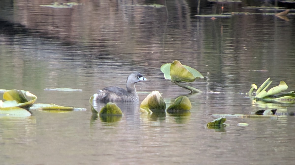 Pied-billed Grebe - ML634047393