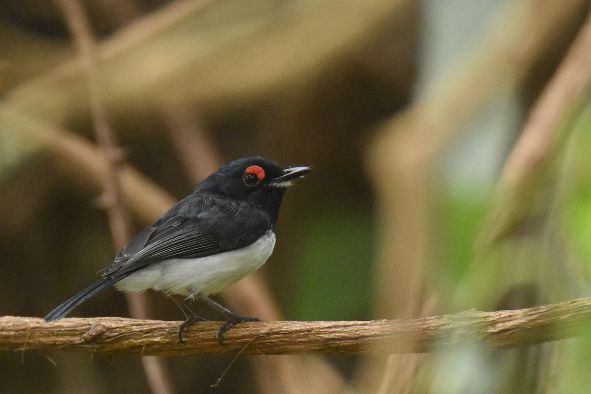 Black-throated Wattle-eye - ML634047433