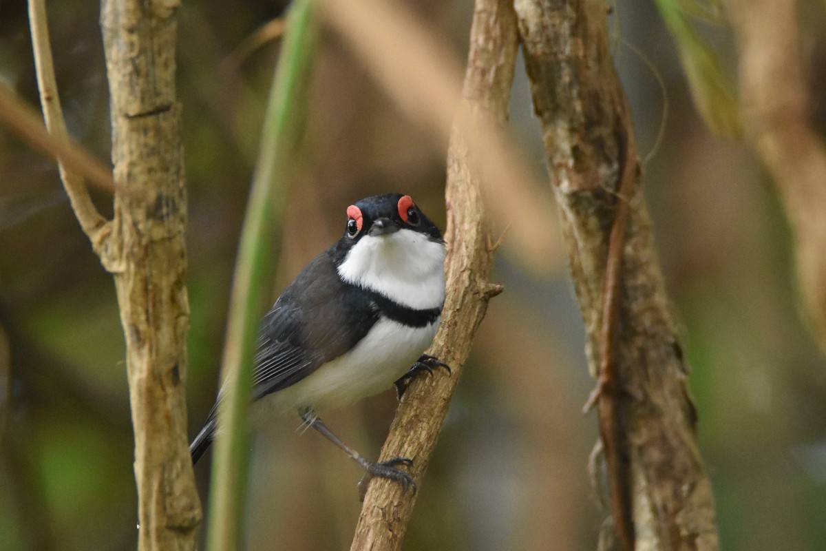 Black-throated Wattle-eye - ML634047439
