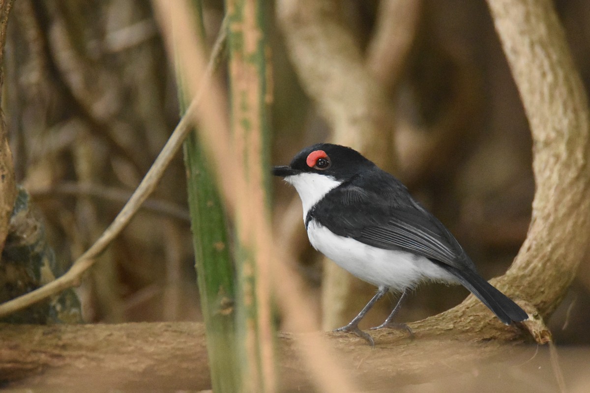Black-throated Wattle-eye - ML634047440