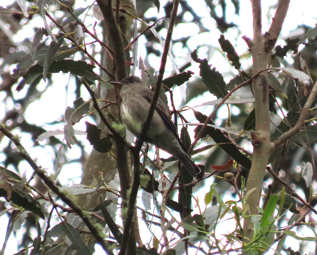 Olive-sided Flycatcher - ML634047495