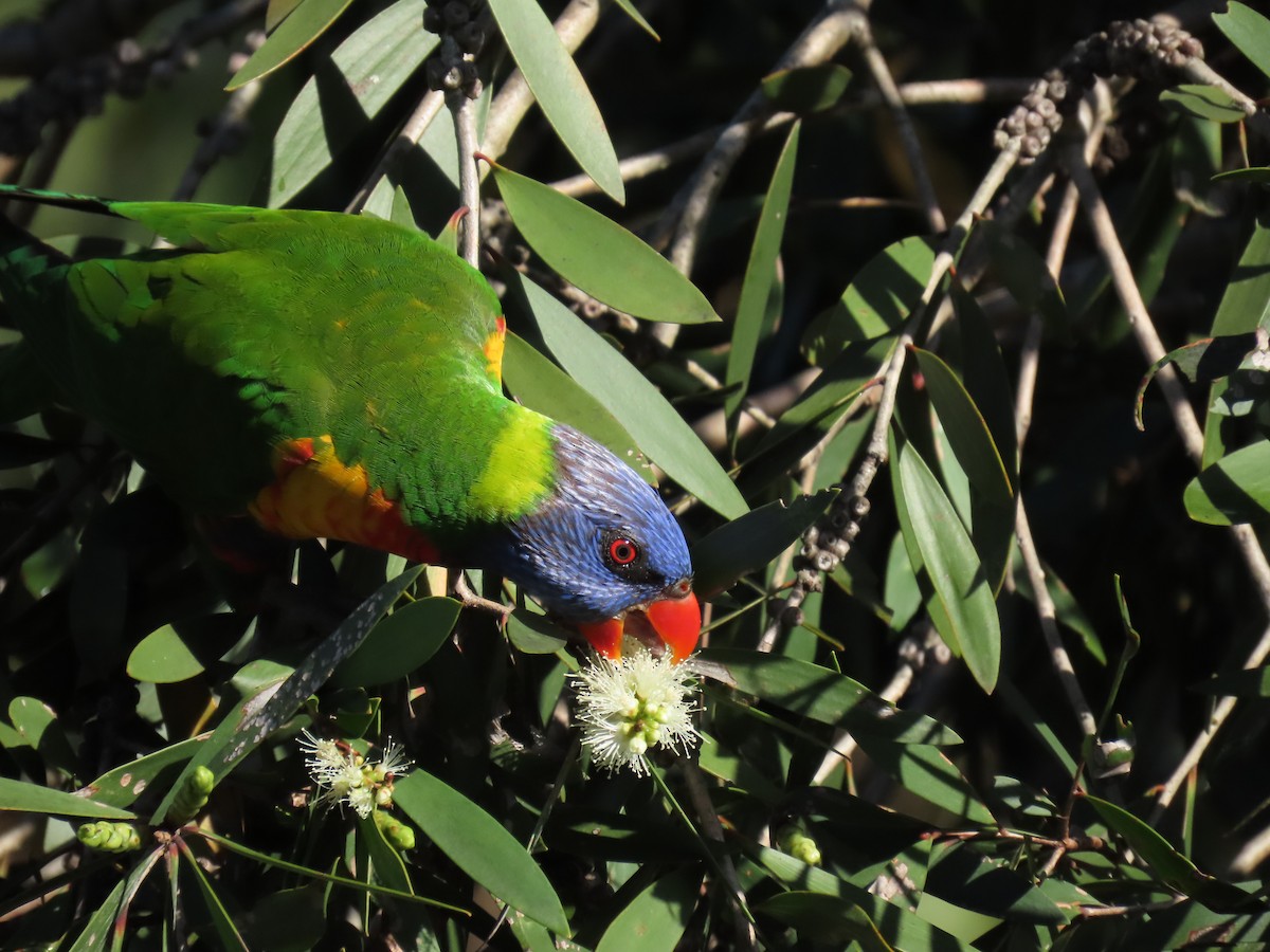 Rainbow Lorikeet - ML634047586