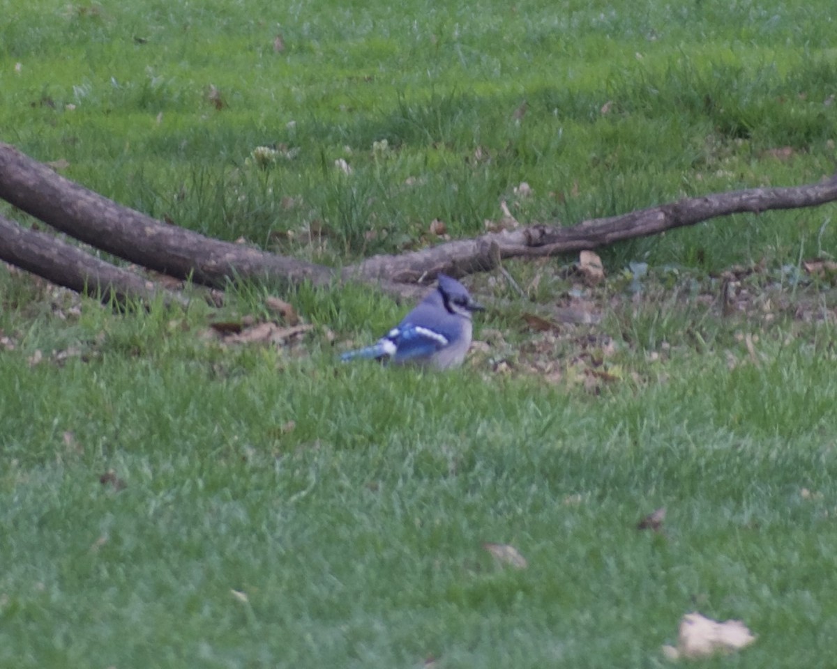 Blue Jay - ML634047590