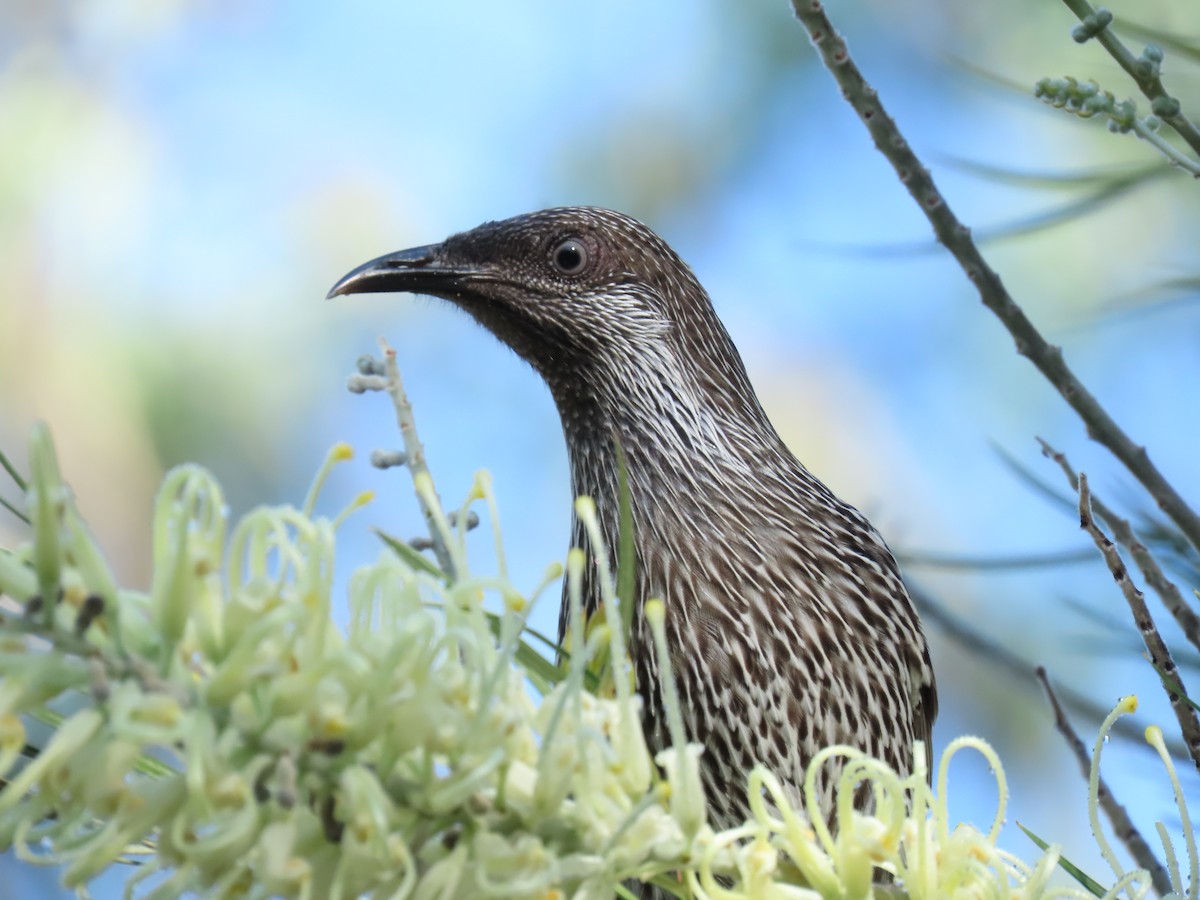 Little Wattlebird - ML634047602