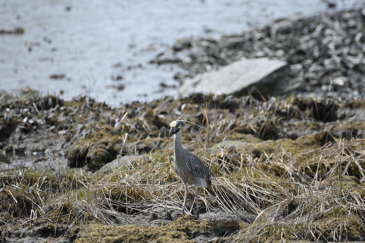 Yellow-crowned Night Heron - ML634047760