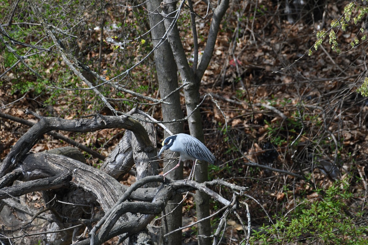 Yellow-crowned Night Heron - ML634047761