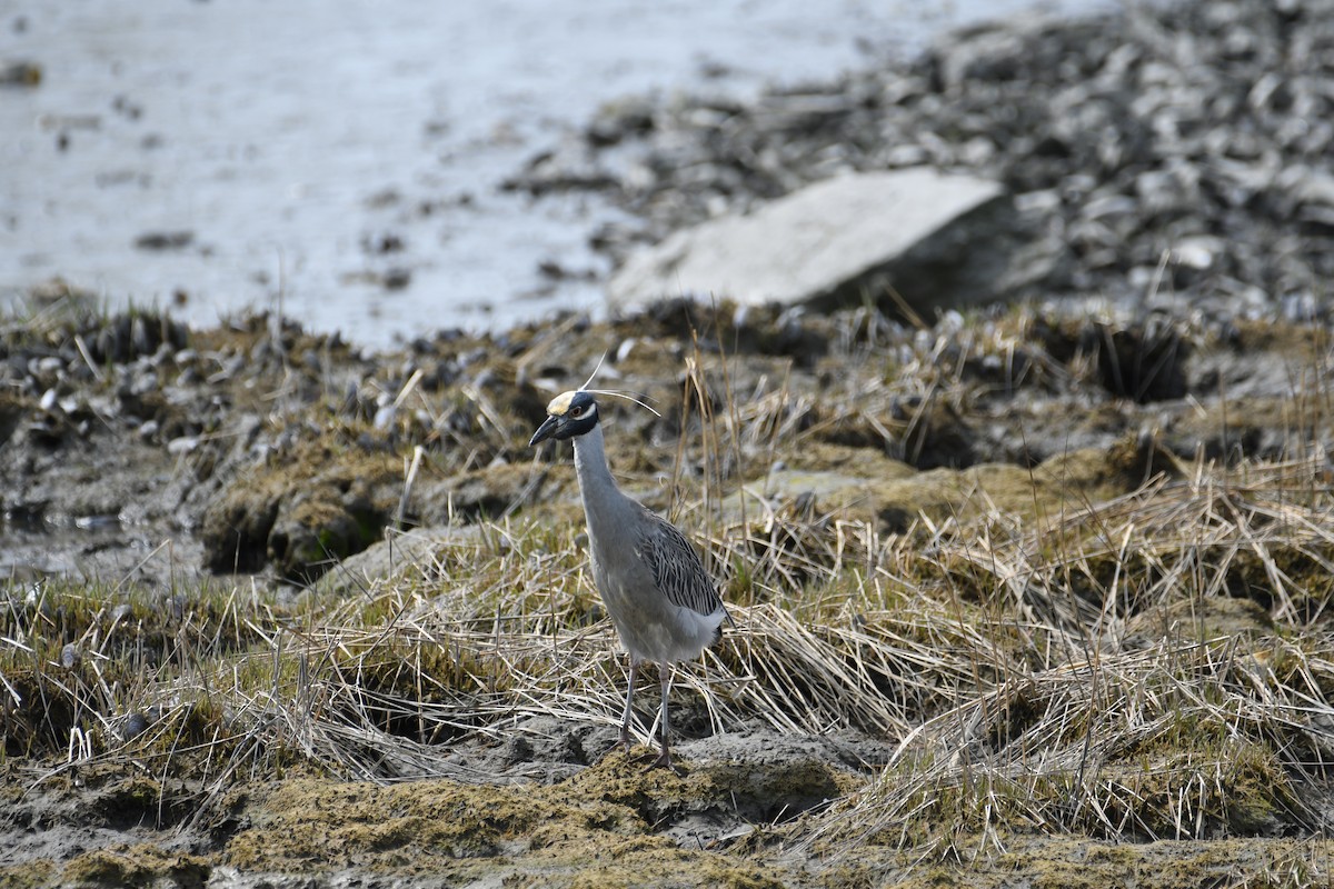Yellow-crowned Night Heron - ML634047762