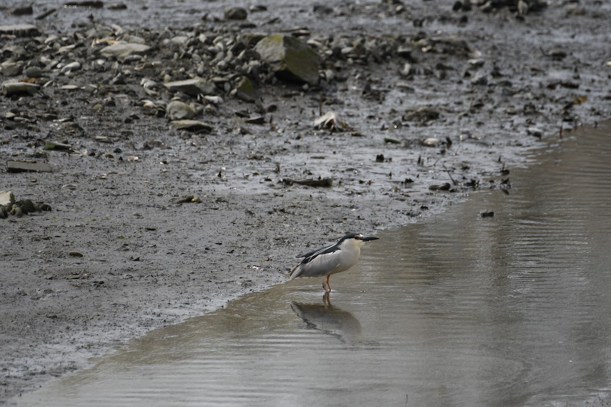 Black-crowned Night Heron - ML634047768