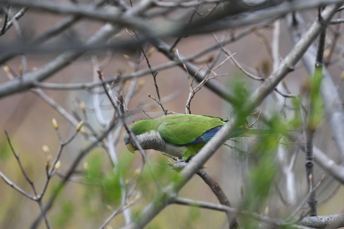Monk Parakeet - ML634047791