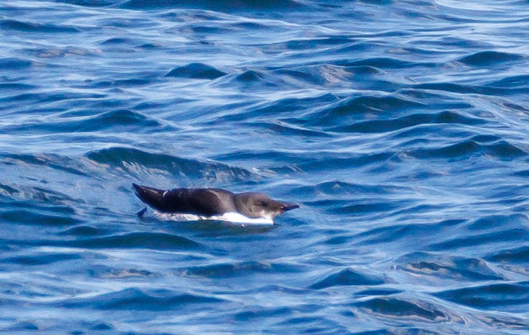 Guillemot de Brünnich - ML634047795