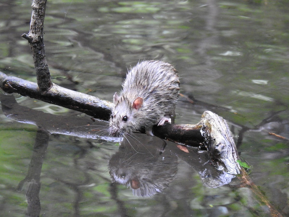 Brown Rat - Coral Avilés Santiago
