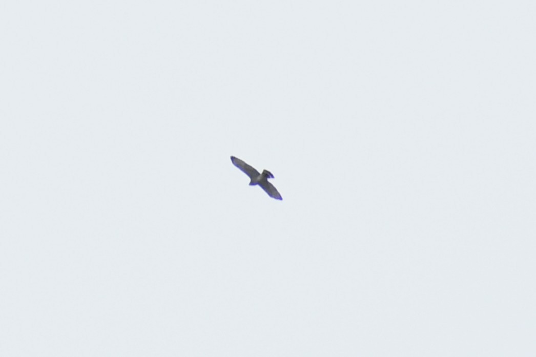 Broad-winged Hawk - ML634048017