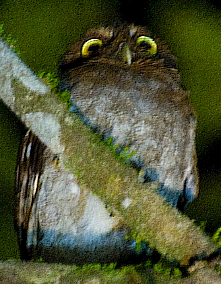 Choco Screech-Owl - ML634048032