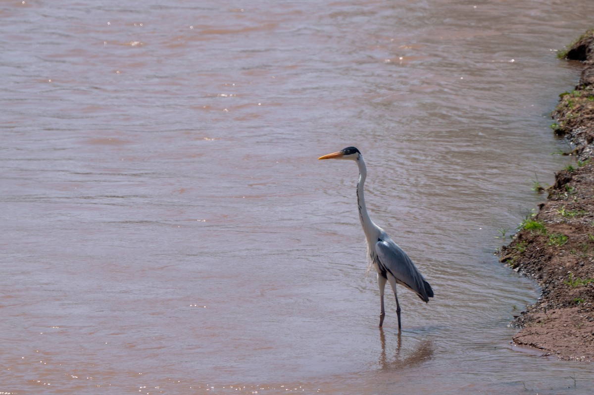 Cocoi Heron - ML634048127