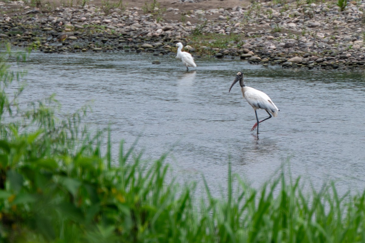 Wood Stork - ML634048513