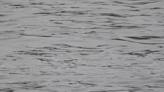 Pied-billed Grebe - ML634048621