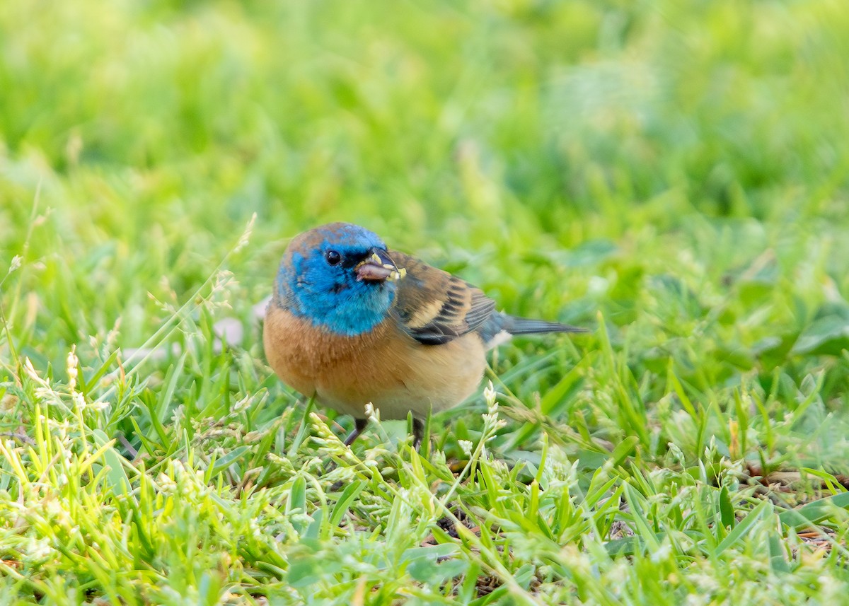 Lazuli Bunting - ML634048745