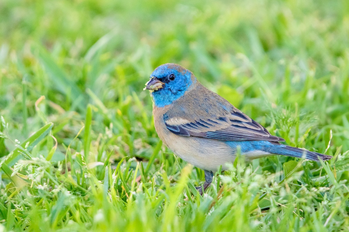 Lazuli Bunting - ML634048746
