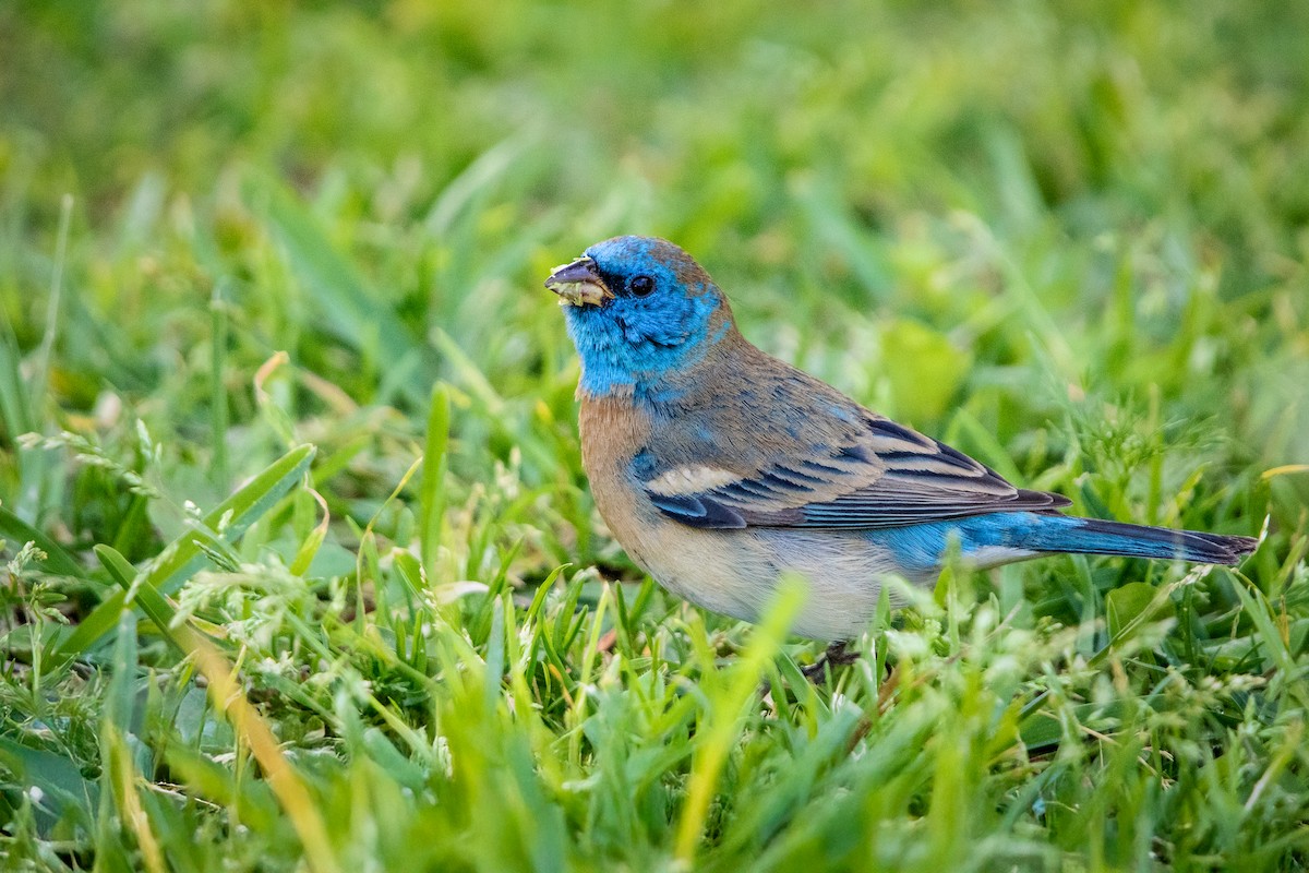 Lazuli Bunting - ML634048748