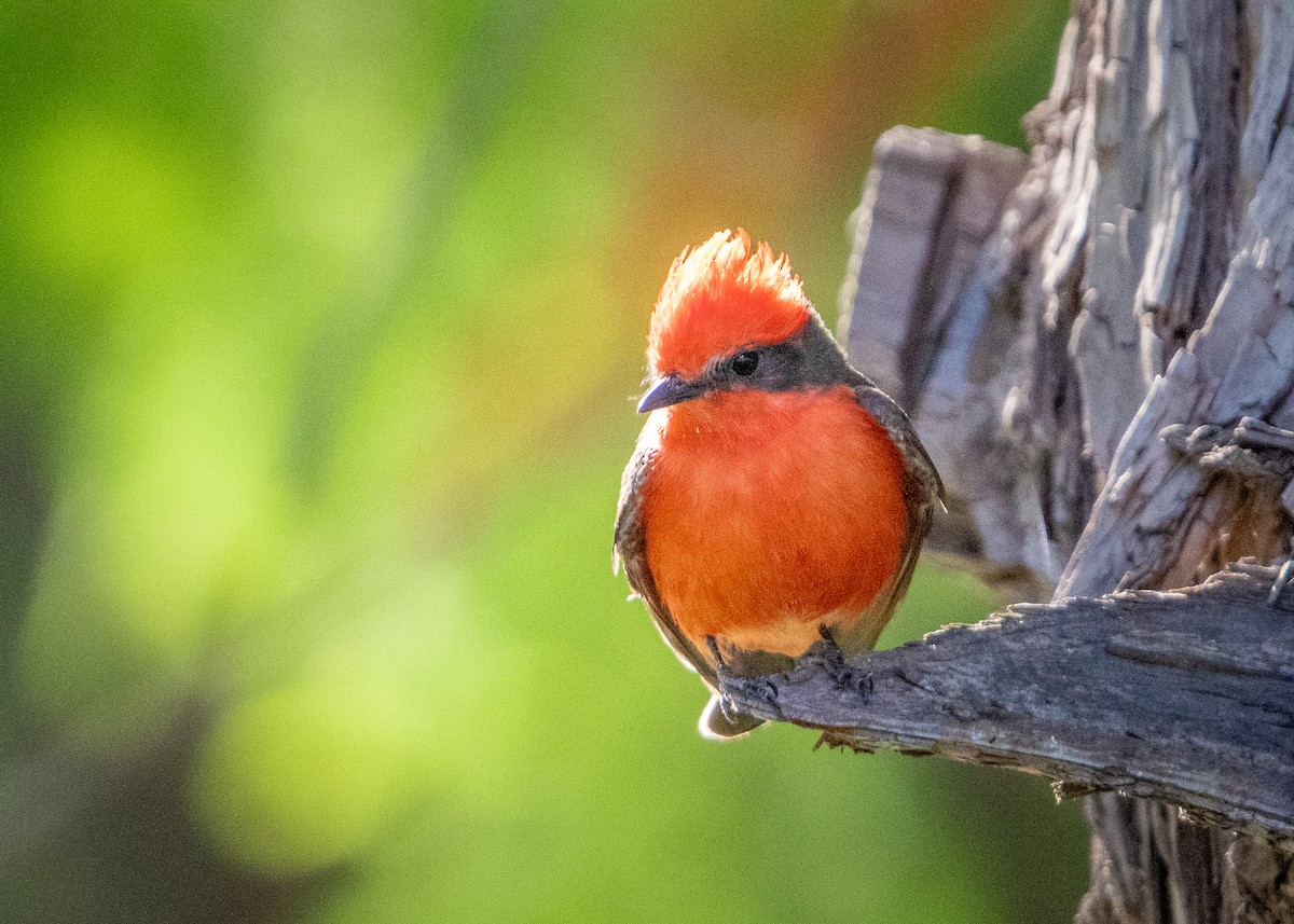 Vermilion Flycatcher - ML634048853