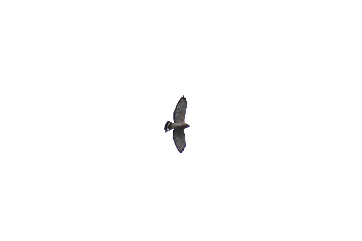 Broad-winged Hawk - ML634048900