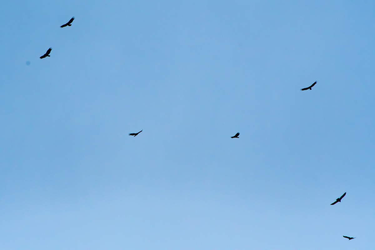 Turkey Vulture - ML634049084