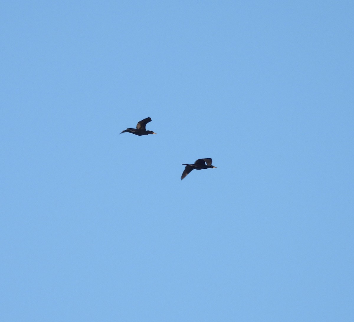 Neotropic Cormorant - ML634049096