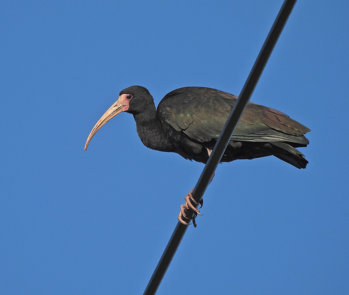 Bare-faced Ibis - ML634049098