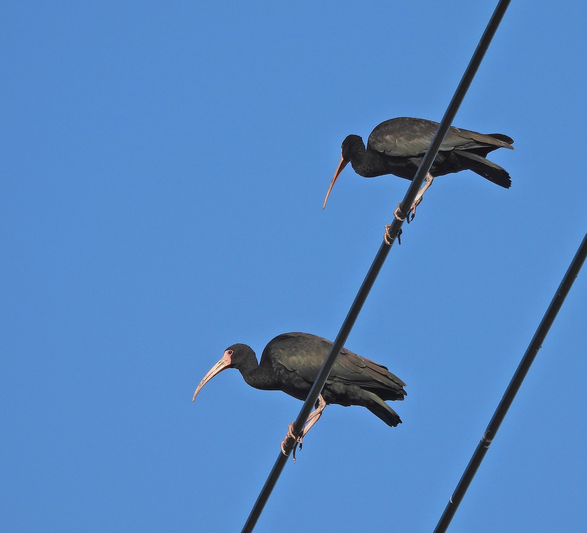 Bare-faced Ibis - ML634049099