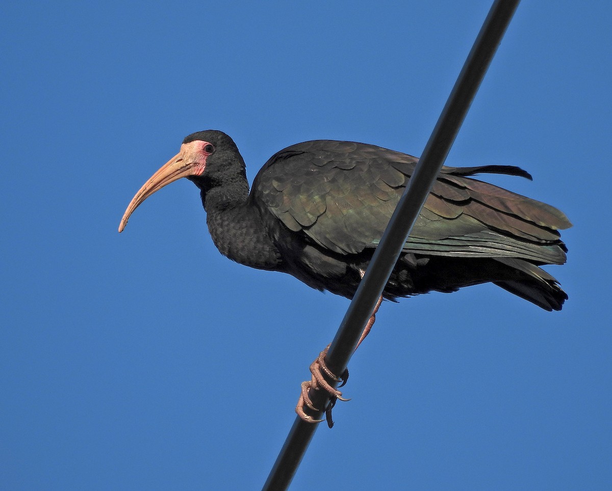 Bare-faced Ibis - ML634049100