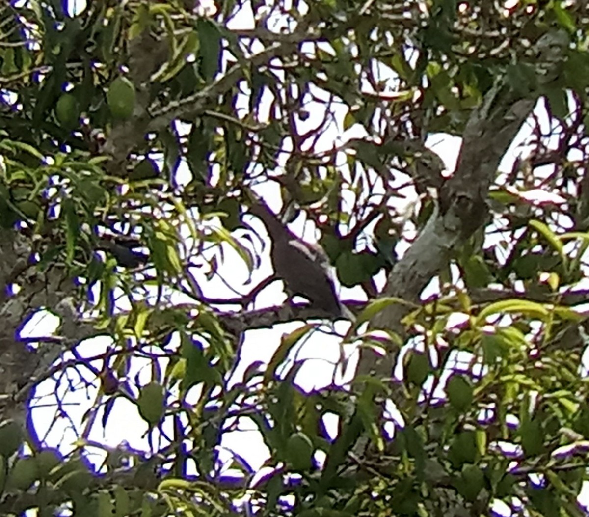 Plain Pigeon - ML634049116