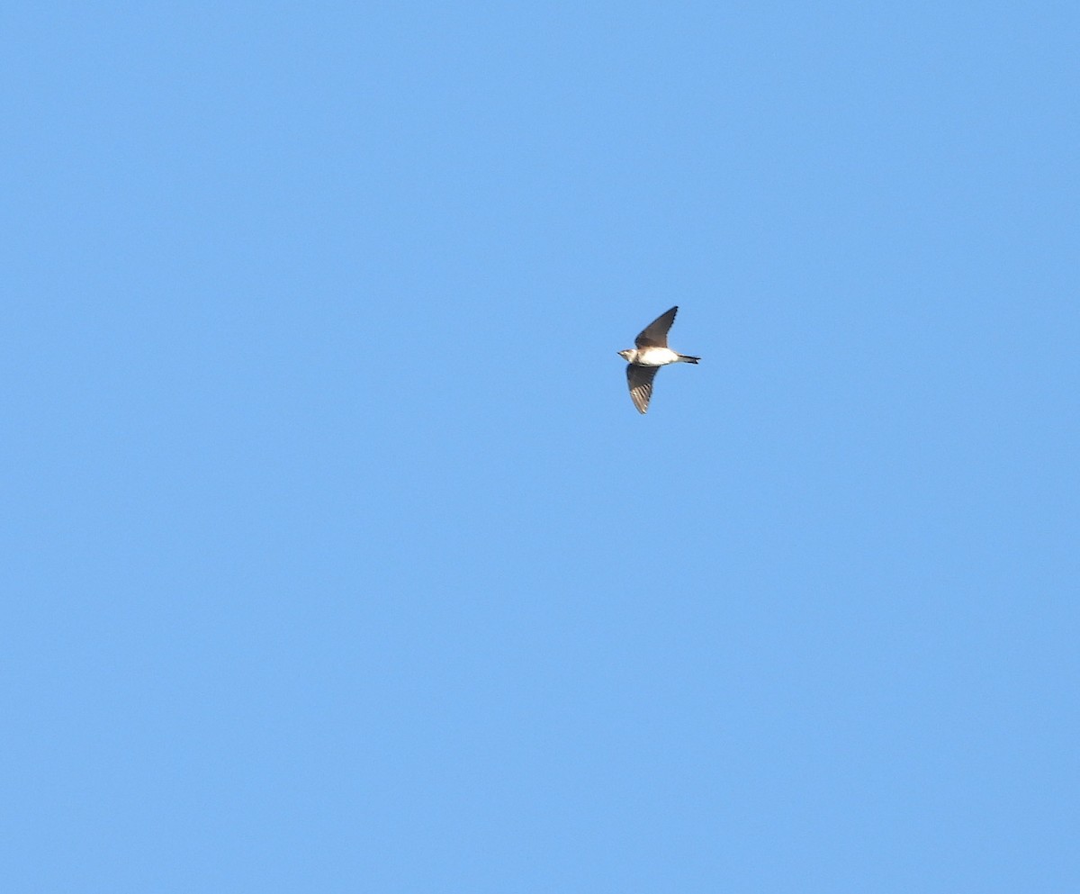 Brown-chested Martin - ML634049134