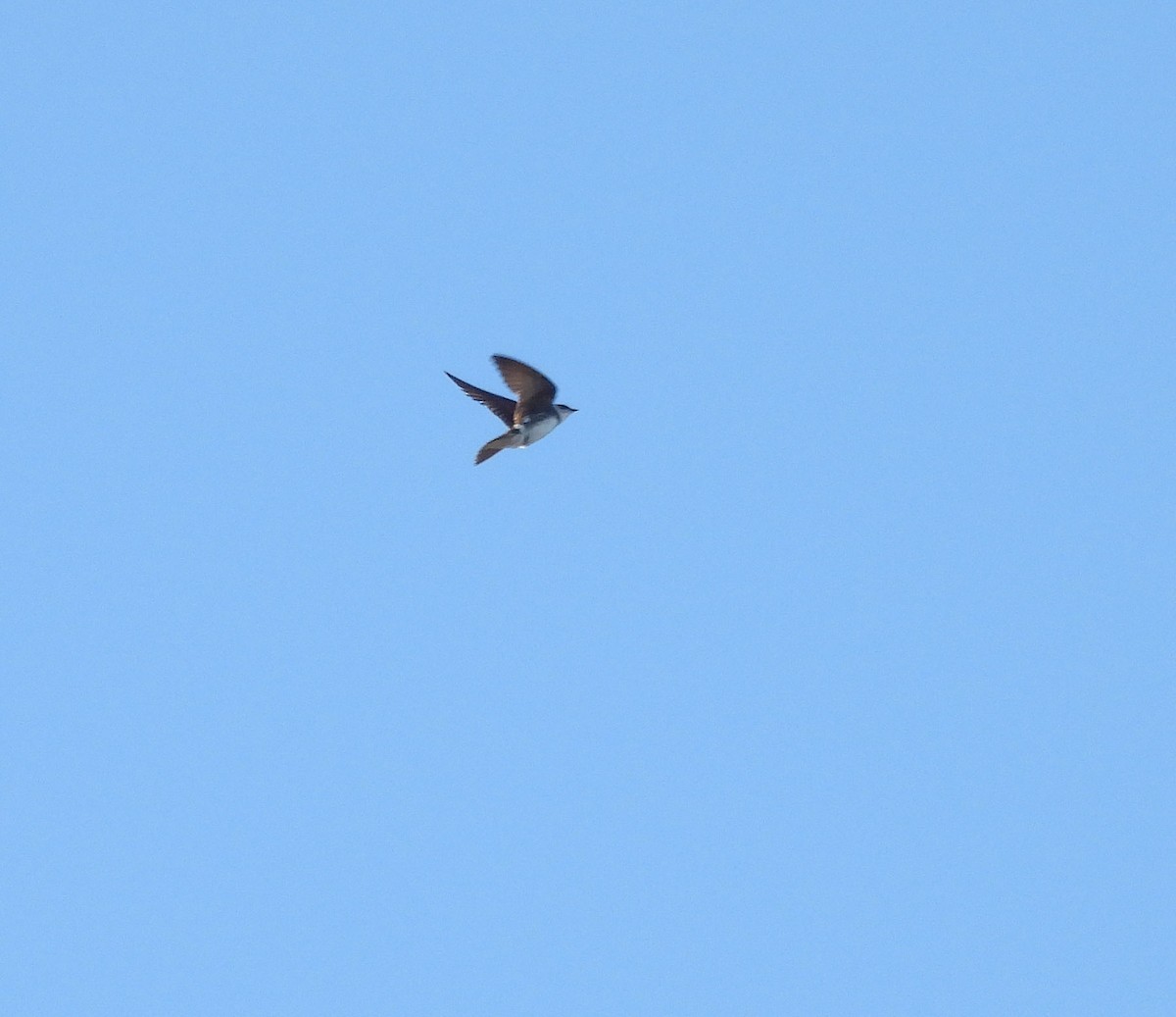 Brown-chested Martin - ML634049135