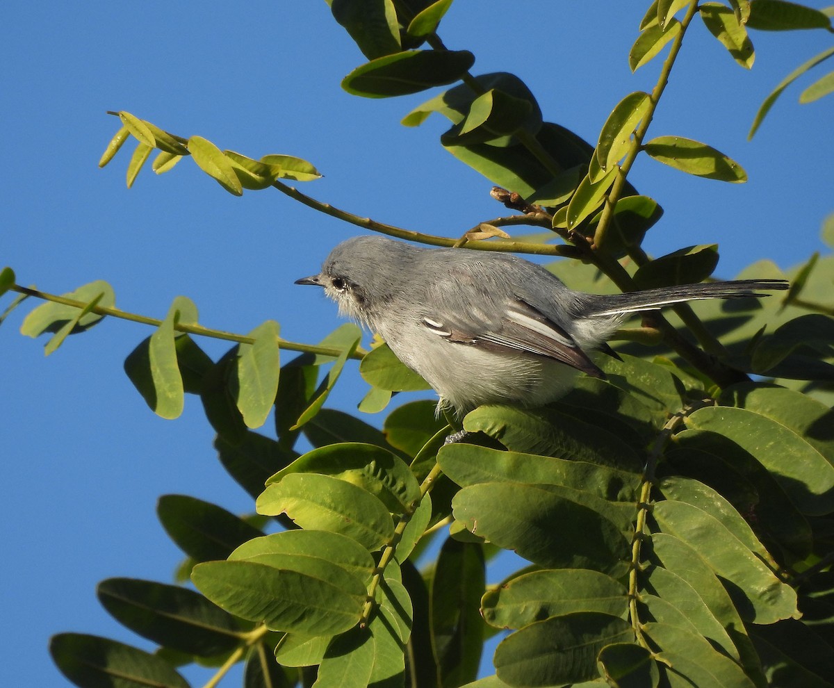 Masked Gnatcatcher - ML634049152