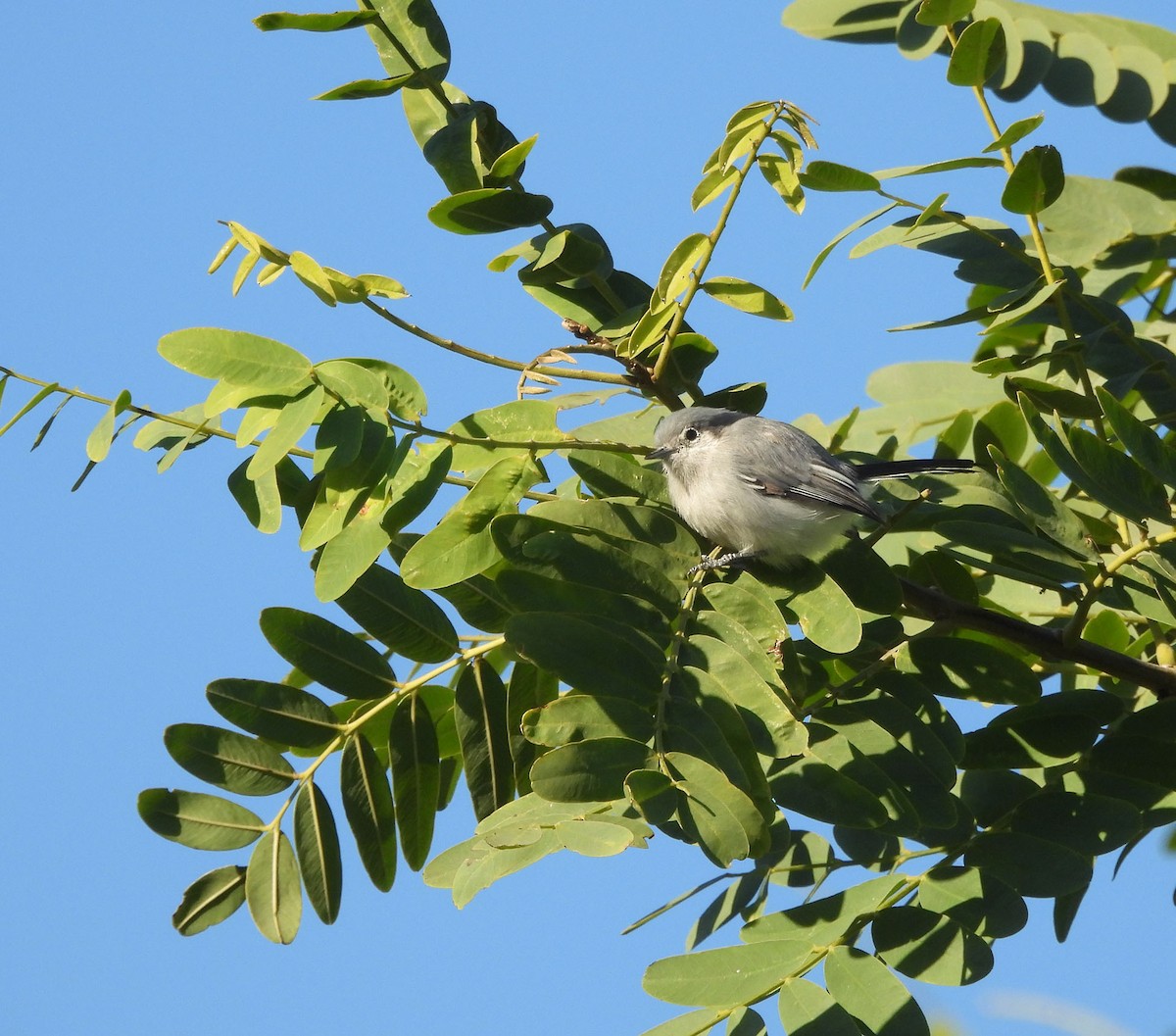 Masked Gnatcatcher - ML634049153