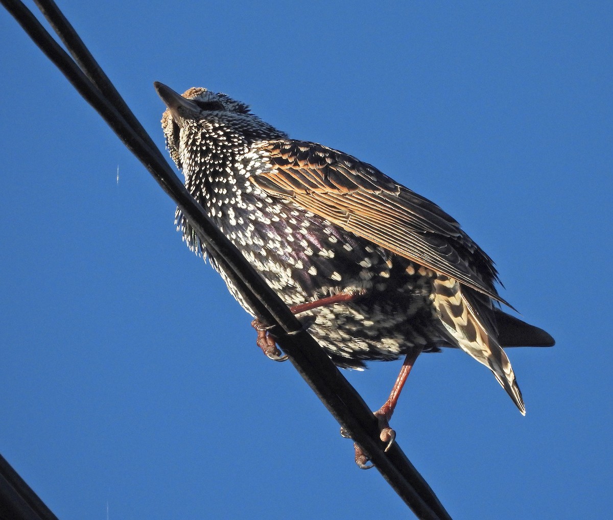 European Starling - ML634049163