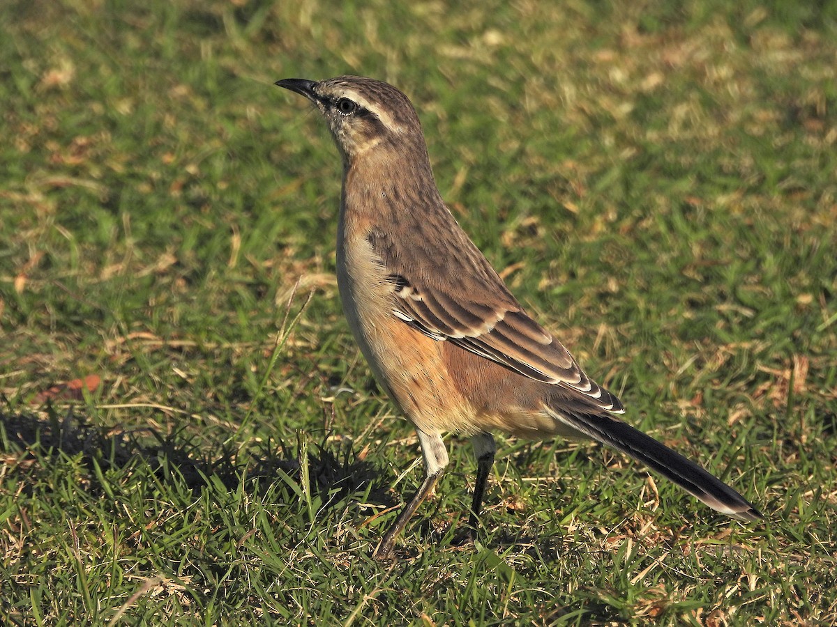 Chalk-browed Mockingbird - ML634049171