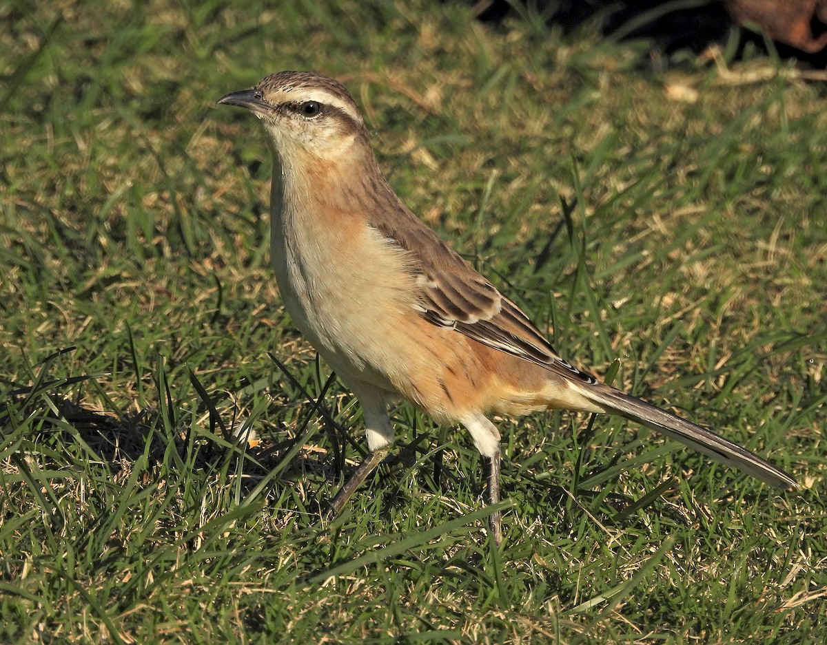 Chalk-browed Mockingbird - ML634049172