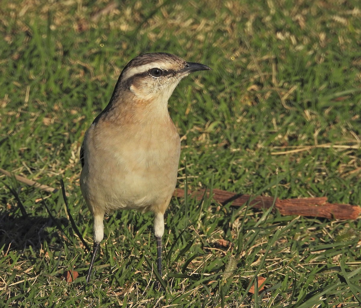 Chalk-browed Mockingbird - ML634049173