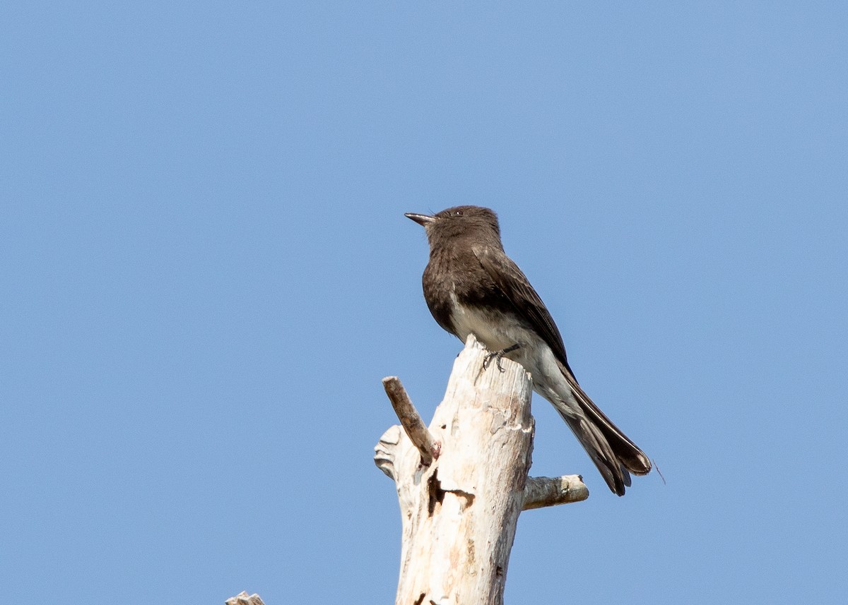 Black Phoebe - ML634049256