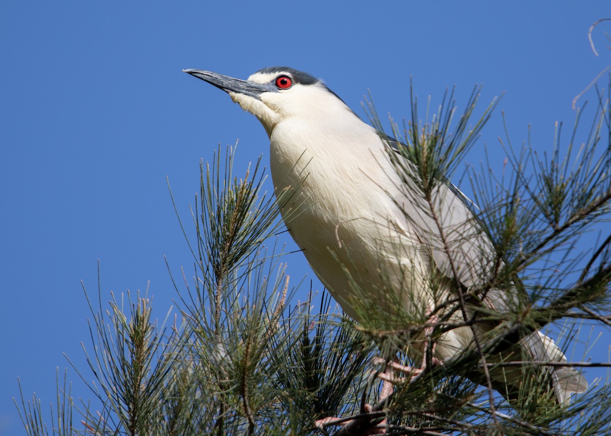 Black-crowned Night Heron - ML634049276