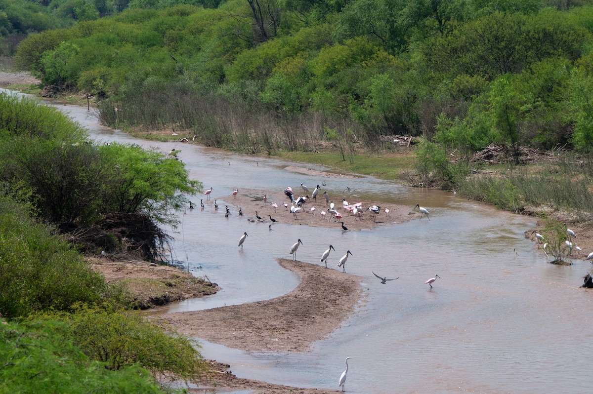 Neotropic Cormorant - ML634049295