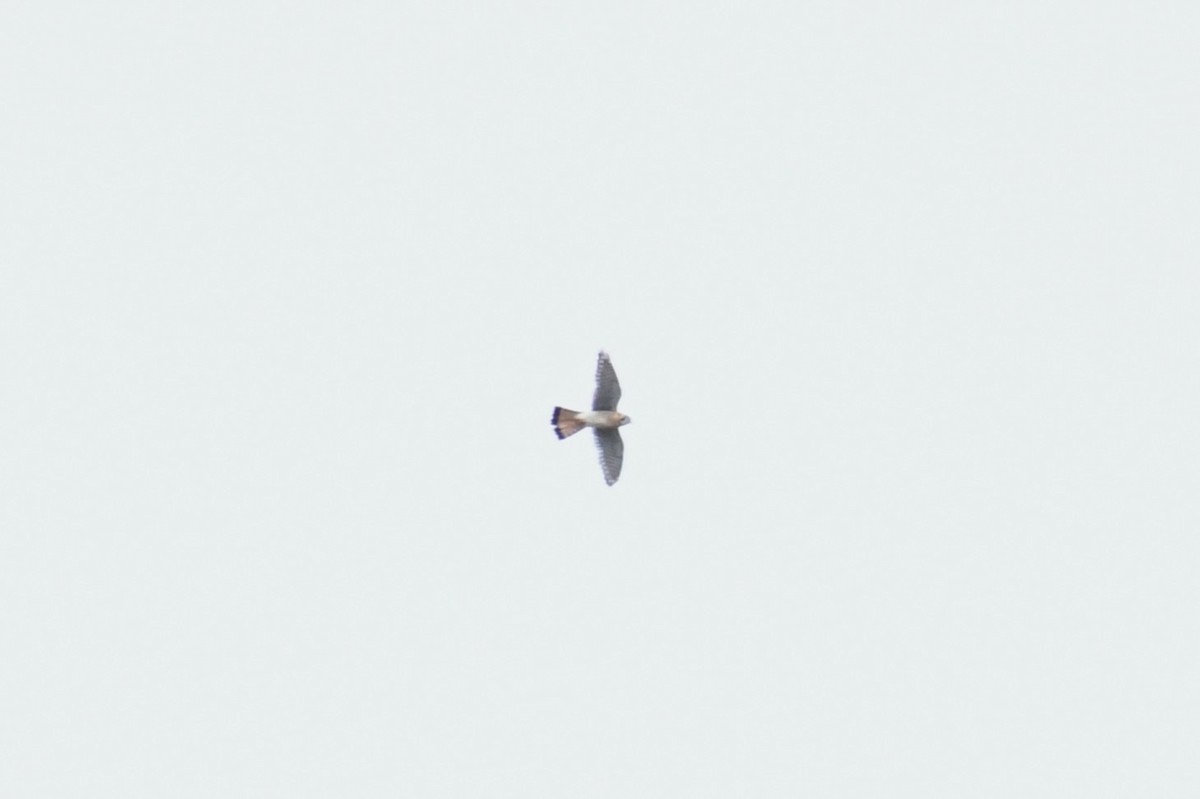 American Kestrel - ML634049356