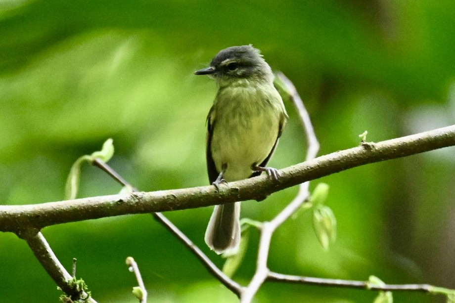 エクアドルヒゲハエトリ - ML634049436