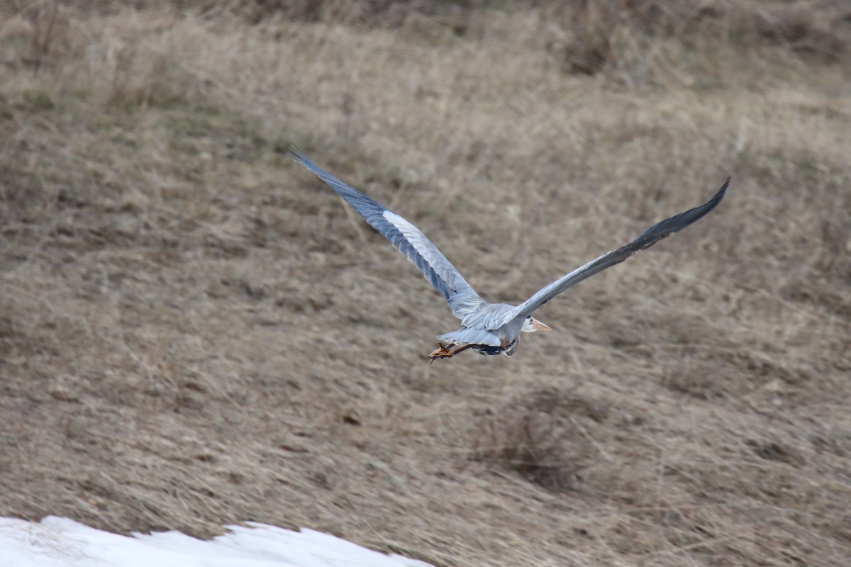 Great Blue Heron - ML634049461