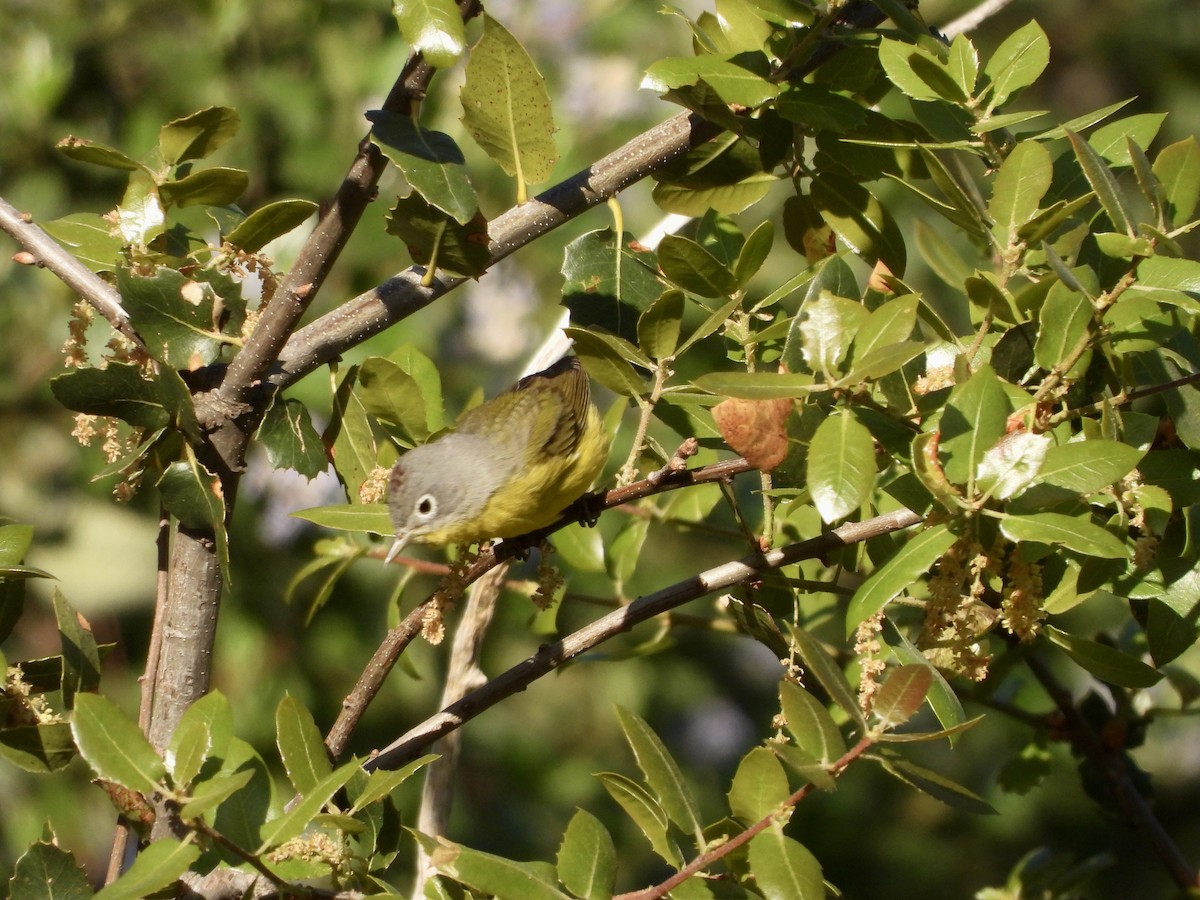 Nashville Warbler - ML634049503
