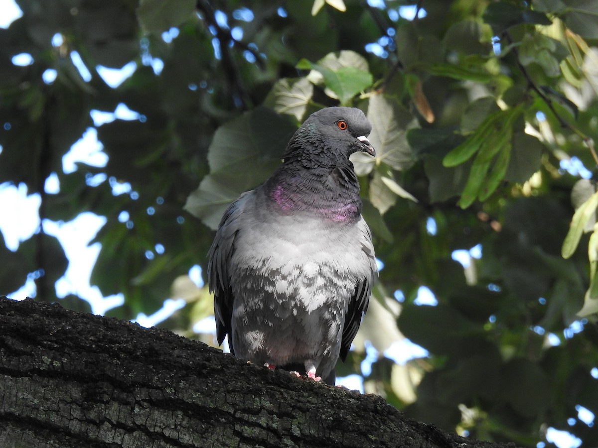 Pigeon biset (forme domestique) - ML634049566