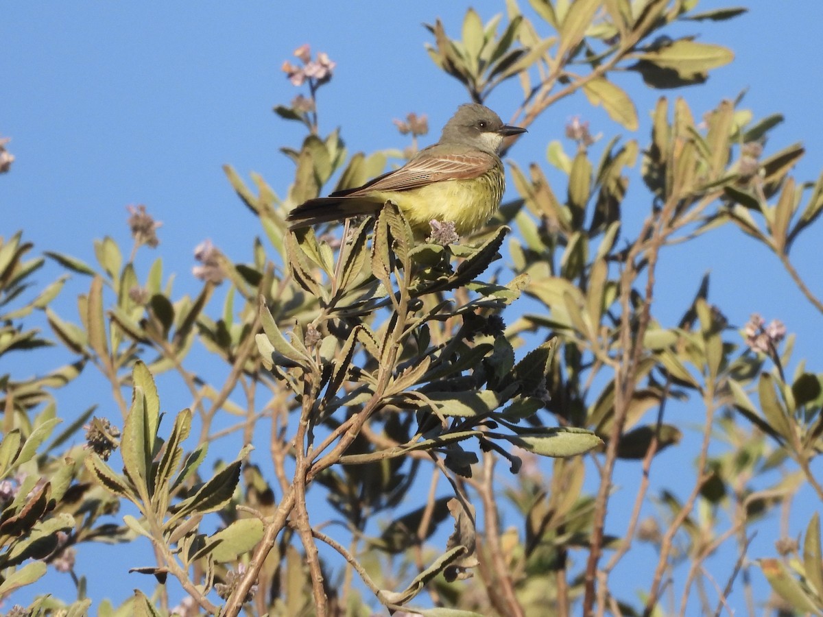 Cassin's Kingbird - ML634049597