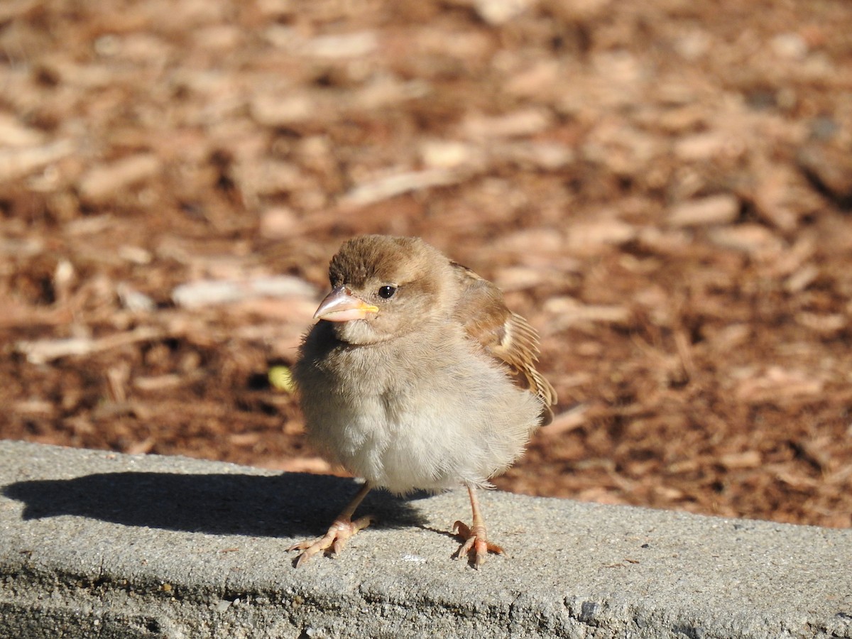 Moineau domestique - ML634049600